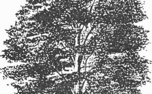 Une image contenant croquis, dessin, plante, arbre Description générée automatiquement